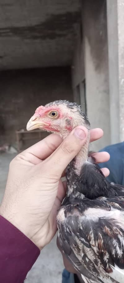 shamo patha i  03298394346