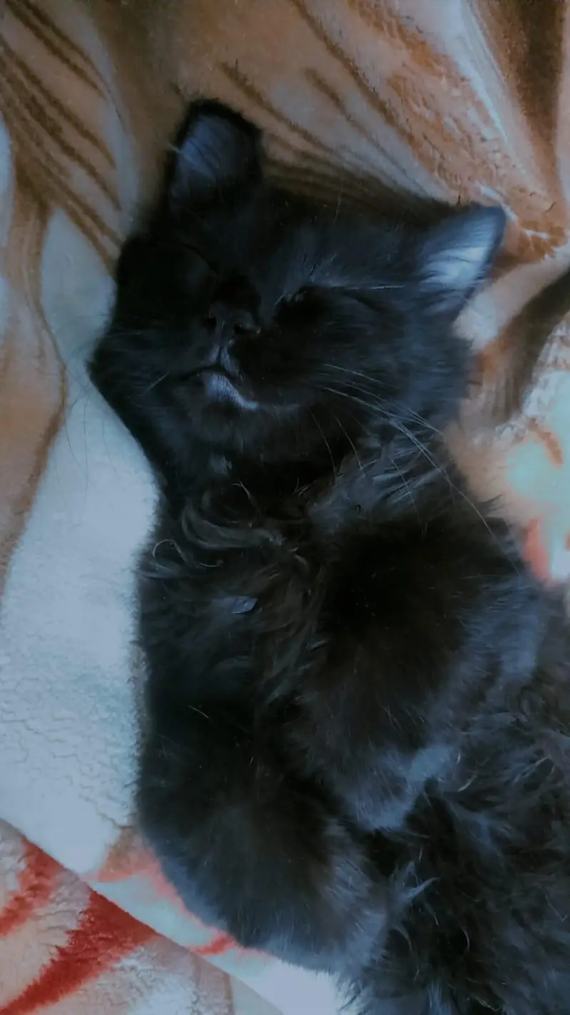 Persian cat for adoption and sale — photo 2