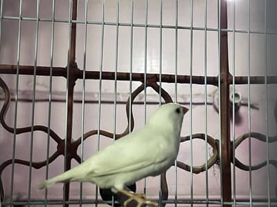 Finch