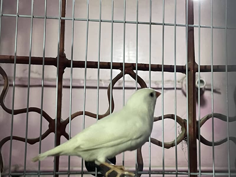 Finch 0