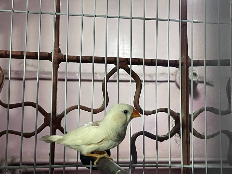 Finch 1