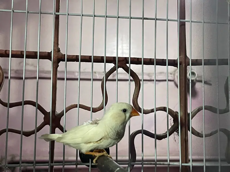 Finch — photo 2