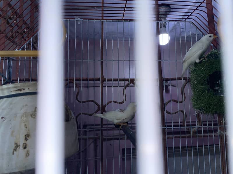 Finch 2