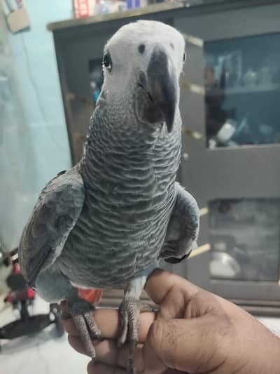 African Grey Parrot Female – 5 Months Old