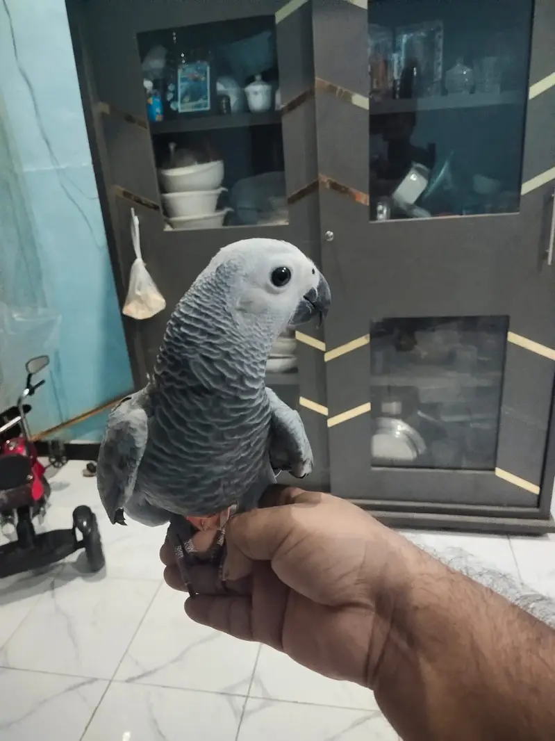 African Grey Parrot Female – 5 Months Old — photo 2