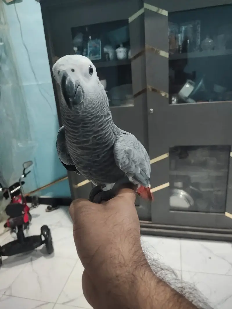 African Grey Parrot Female – 5 Months Old — photo 3