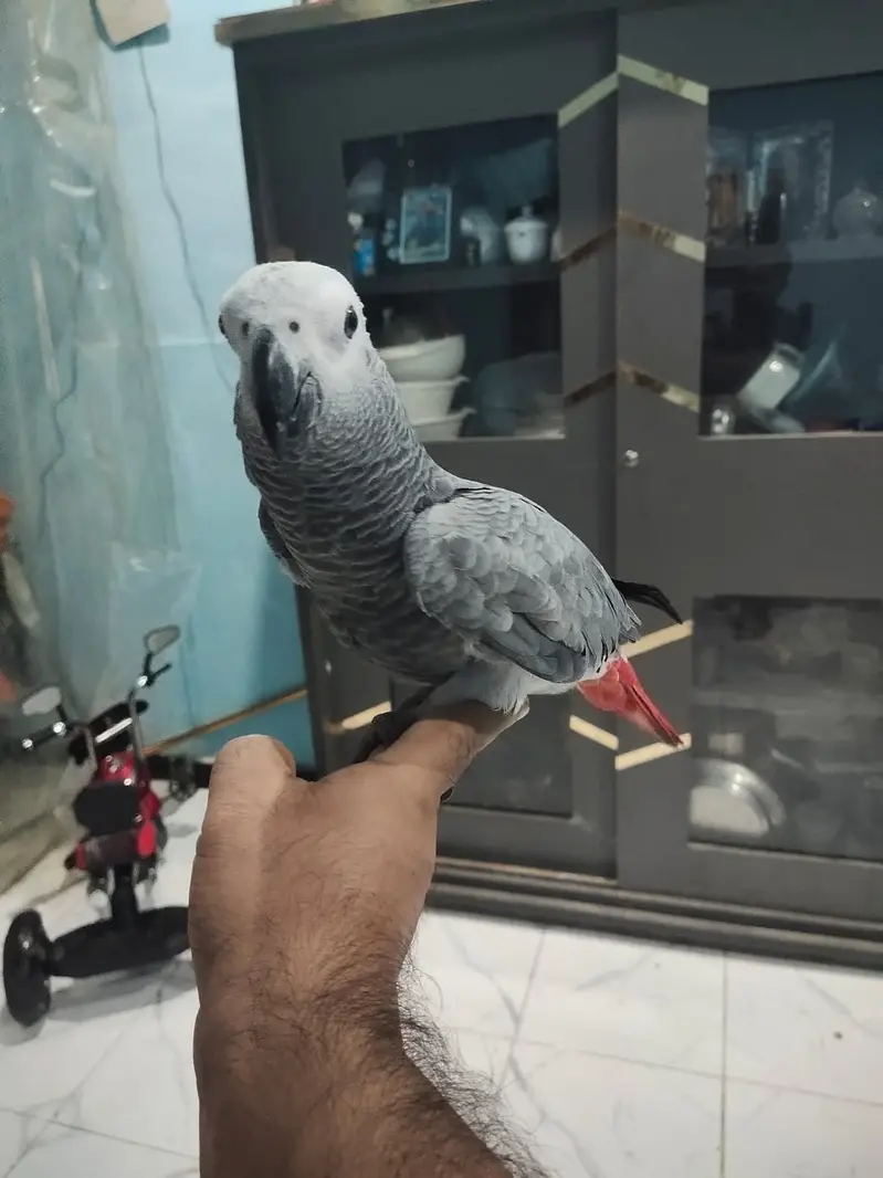 African Grey Parrot Female – 5 Months Old — photo 4