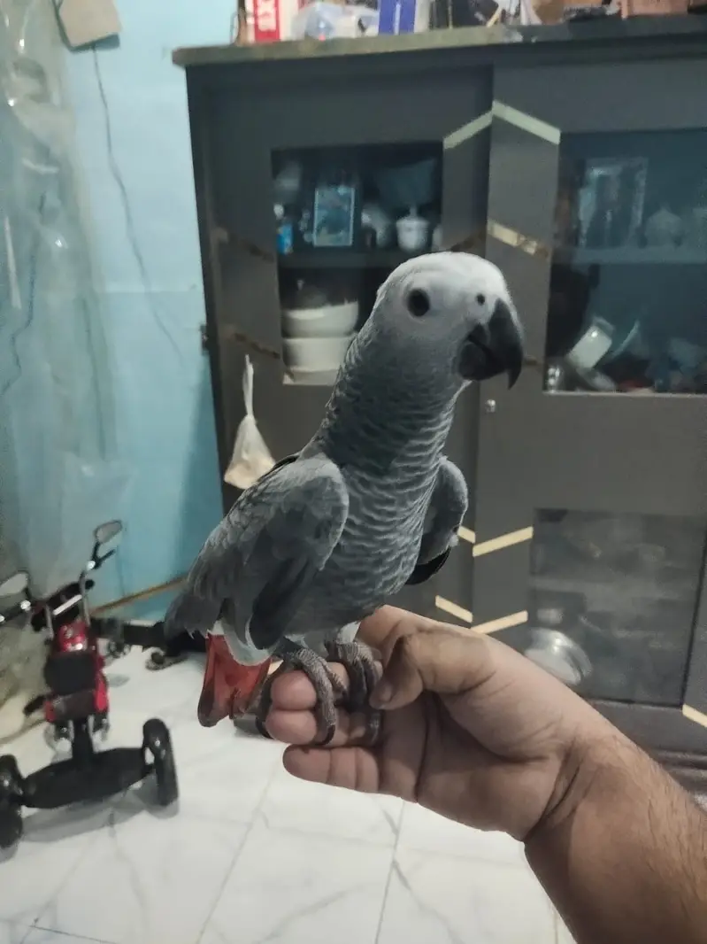 African Grey Parrot Female – 5 Months Old — photo 5