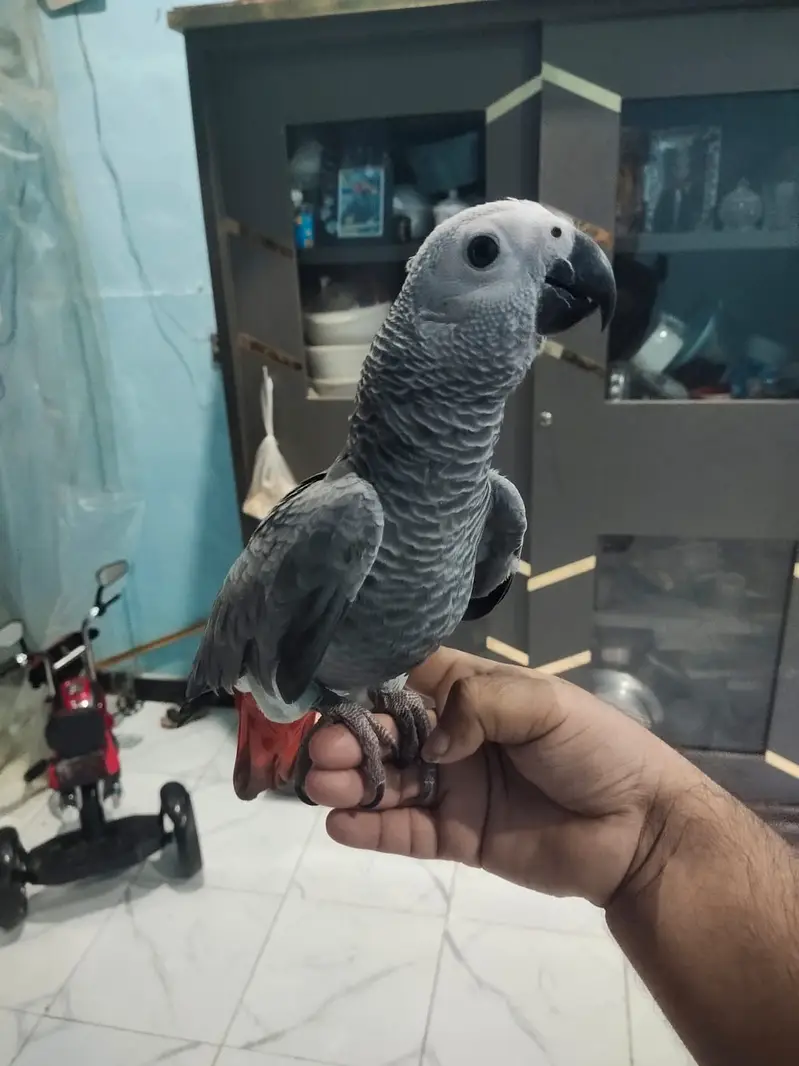 African Grey Parrot Female – 5 Months Old — photo 6