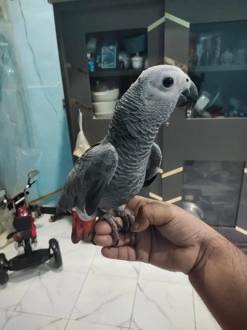African Grey Parrot Female – 5 Months Old — photo 7
