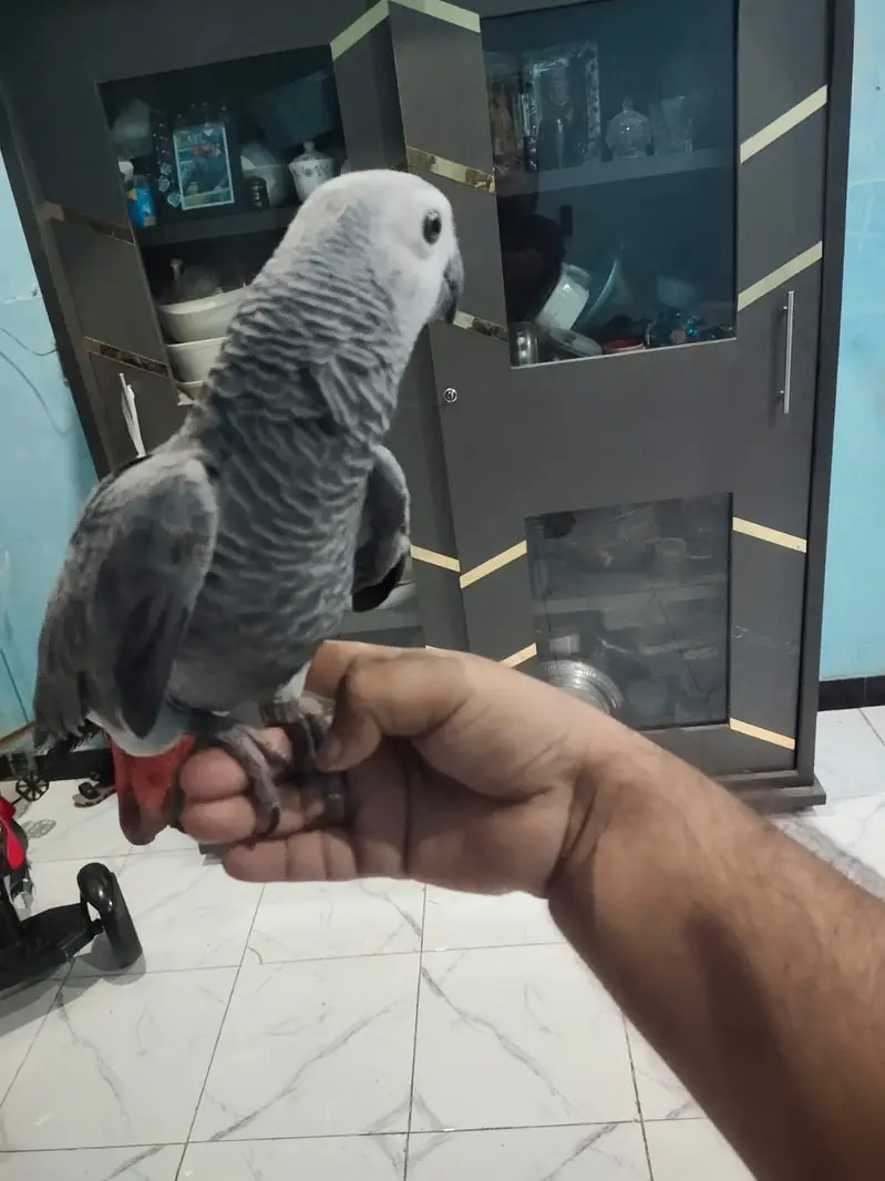 African Grey Parrot Female – 5 Months Old — photo 8