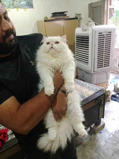 Piki Face  Stud Male | Peki | Peke | Stud |  matting| Persian