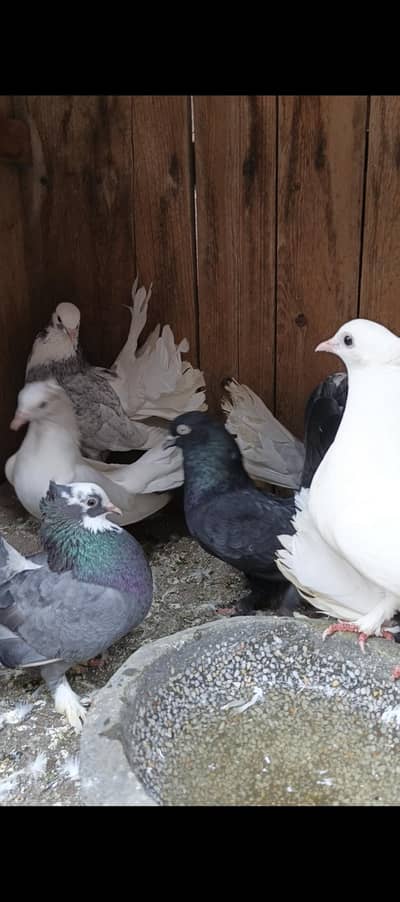 Lucky pigeons indian fantail