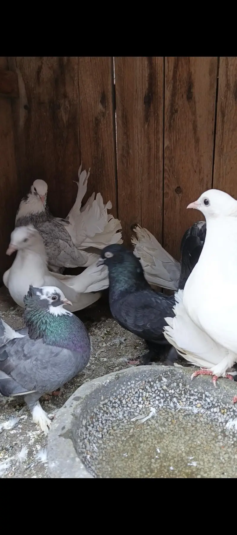 Lucky pigeons indian fantail