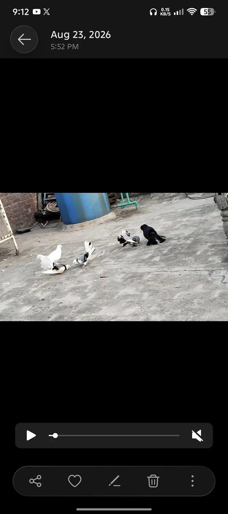 Lucky pigeons indian fantail — photo 4