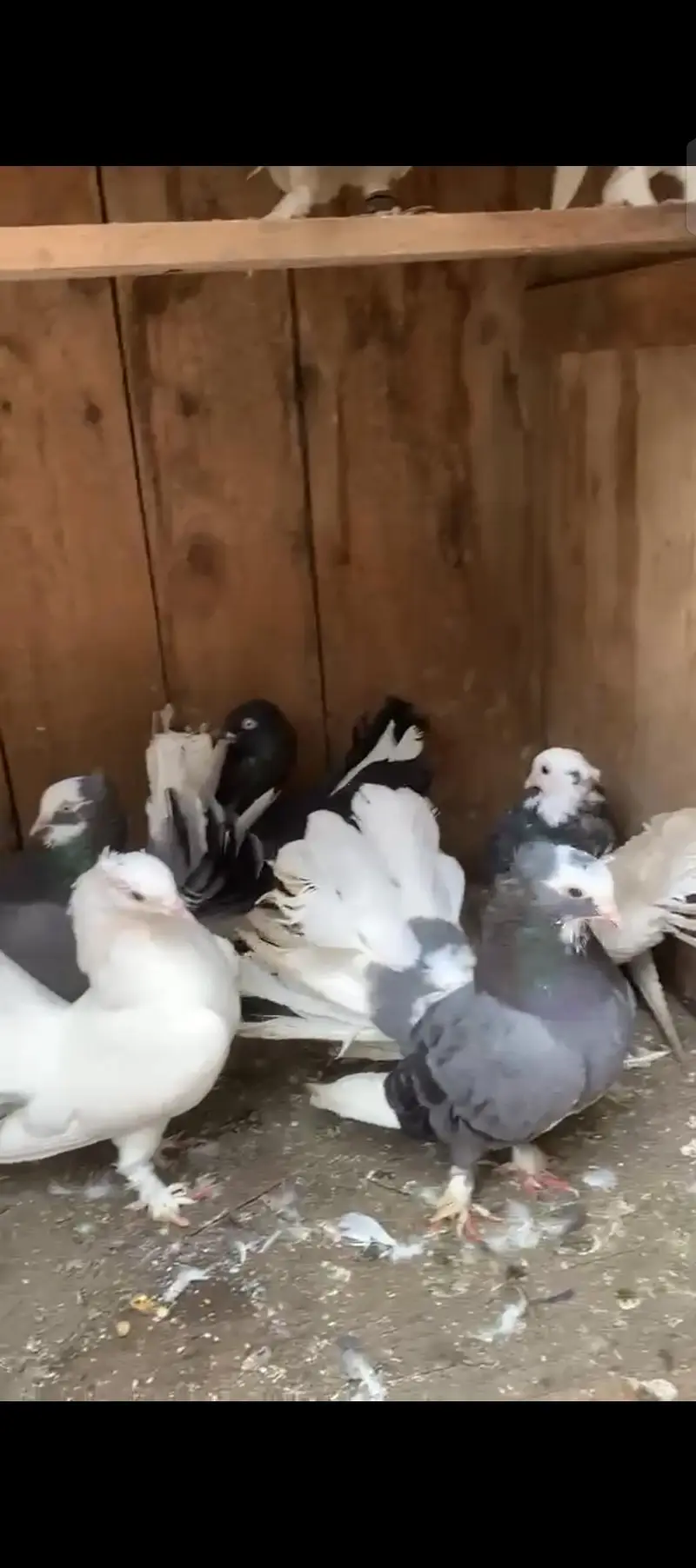 Lucky pigeons indian fantail — photo 5
