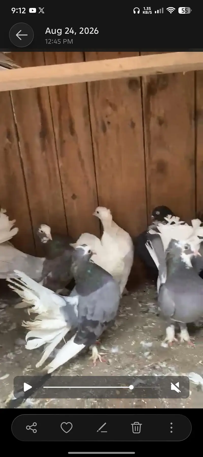 Lucky pigeons indian fantail — photo 7