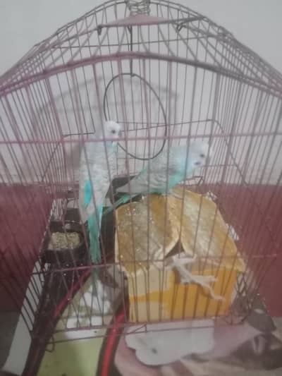 Two Female Australian birds female for sale with pinjara