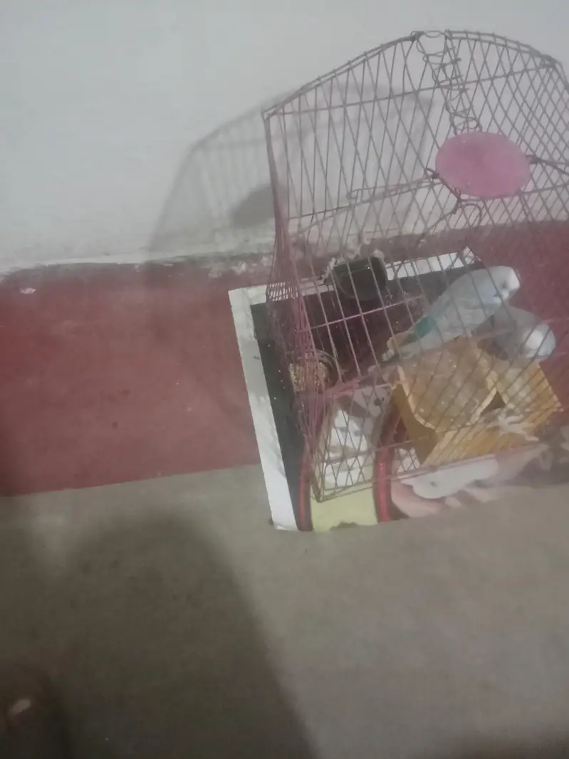 Two Female Australian birds female for sale with pinjara — photo 2