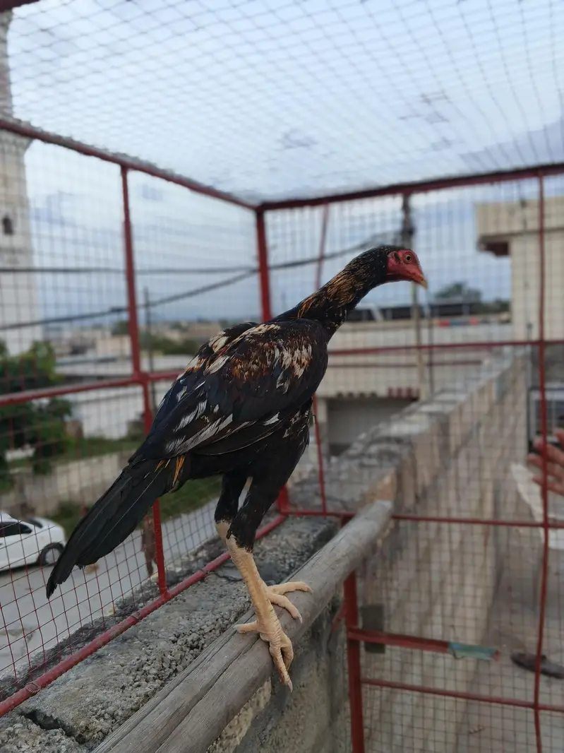 Aseel Patha Forsale fresh Pics Attached — photo 2