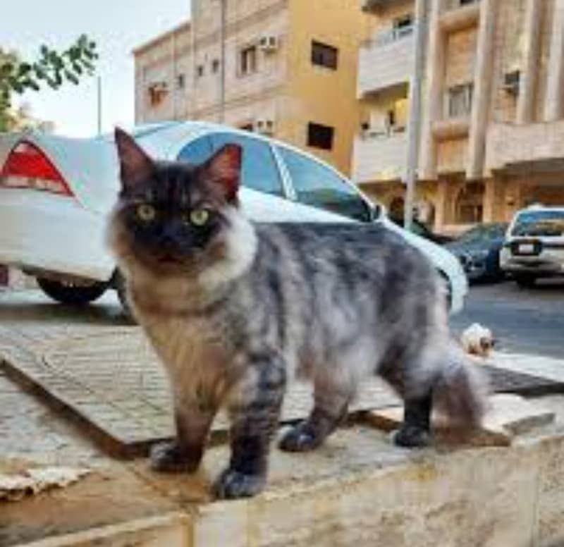 cute cat long cod 0