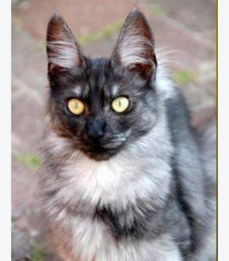cute cat long cod 2