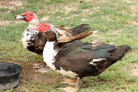 Muscovy Ducks
