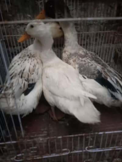 Duck desi