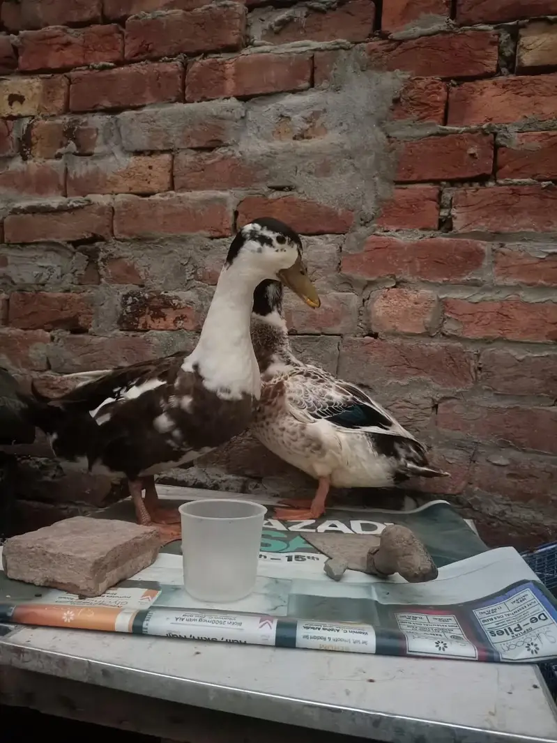 Duck desi — photo 2