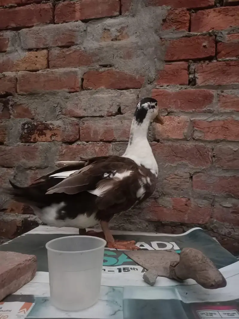 Duck desi — photo 3