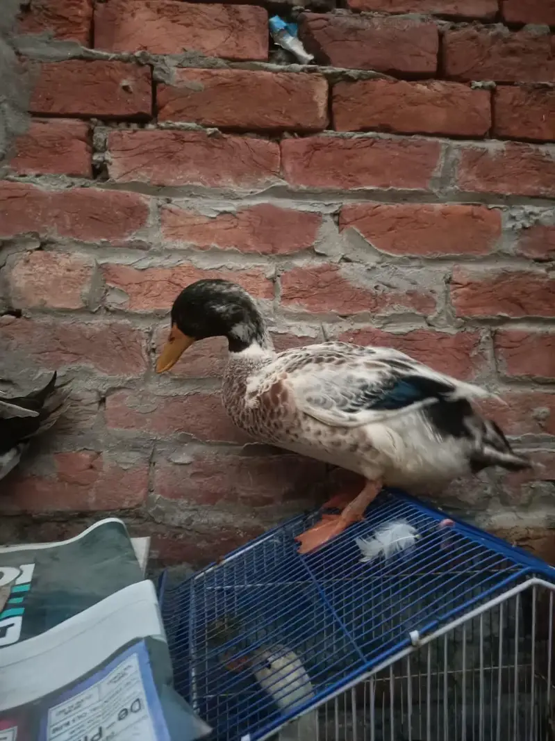 Duck desi — photo 4