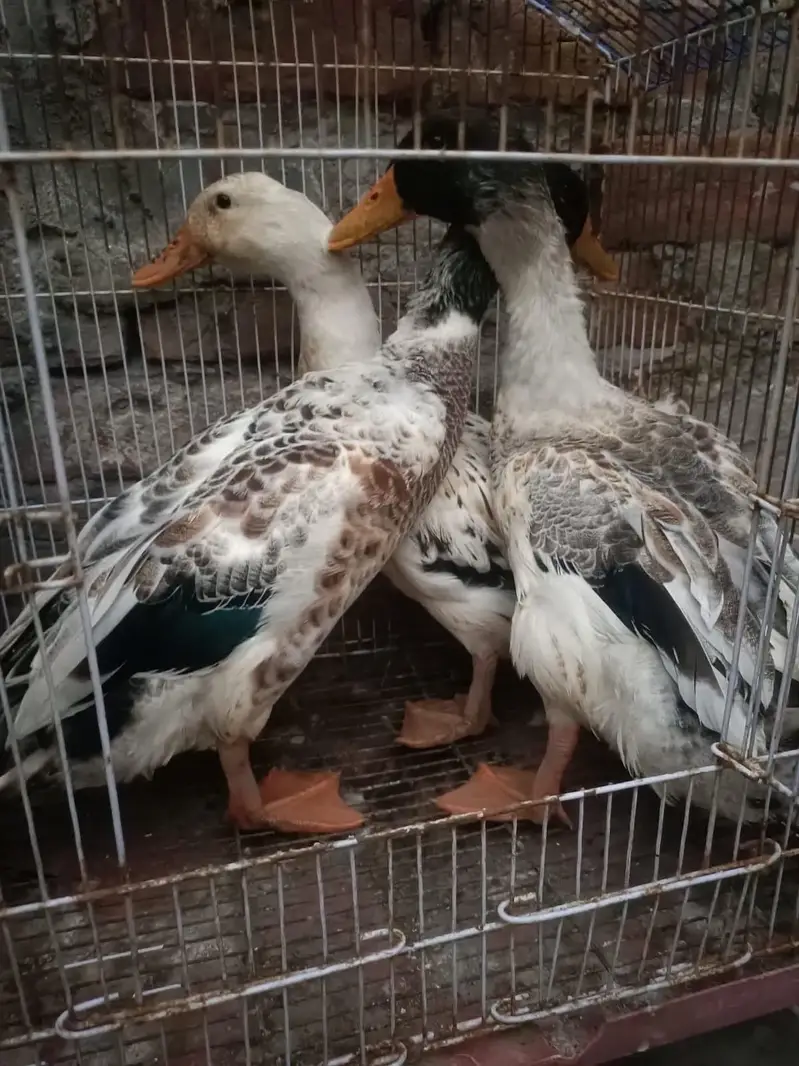 Duck desi — photo 5
