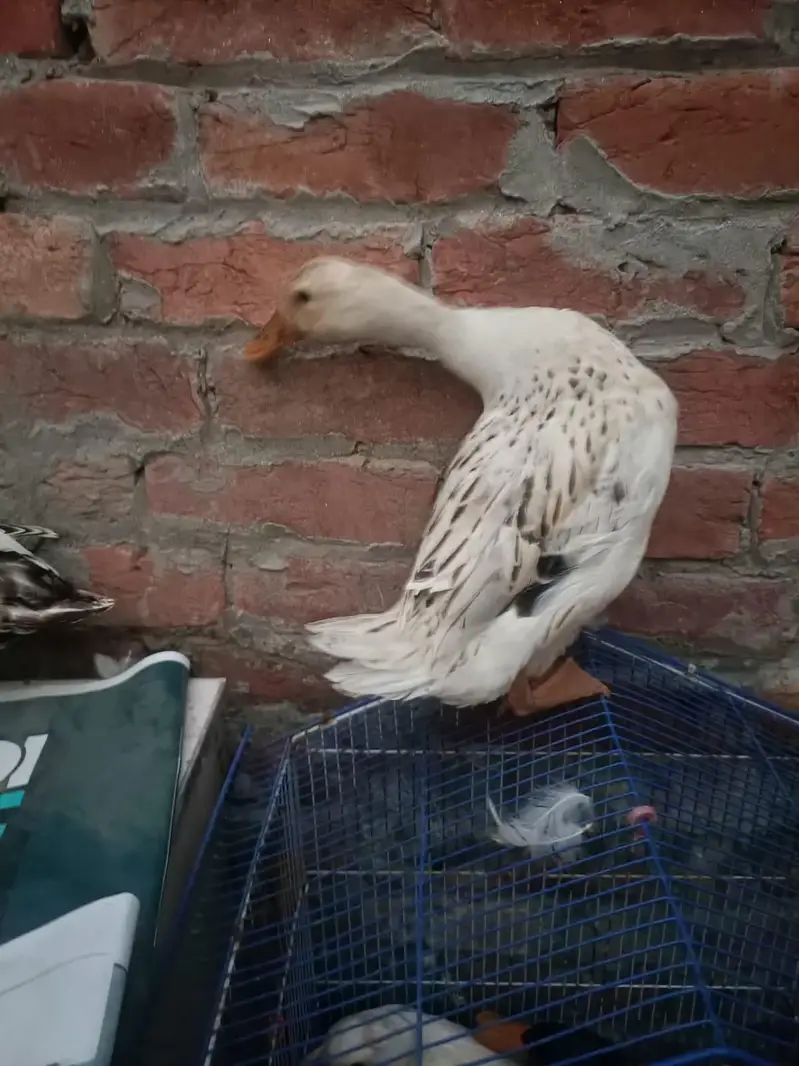 Duck desi — photo 7
