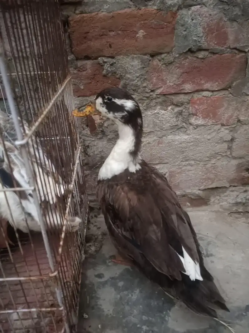 Duck desi — photo 8
