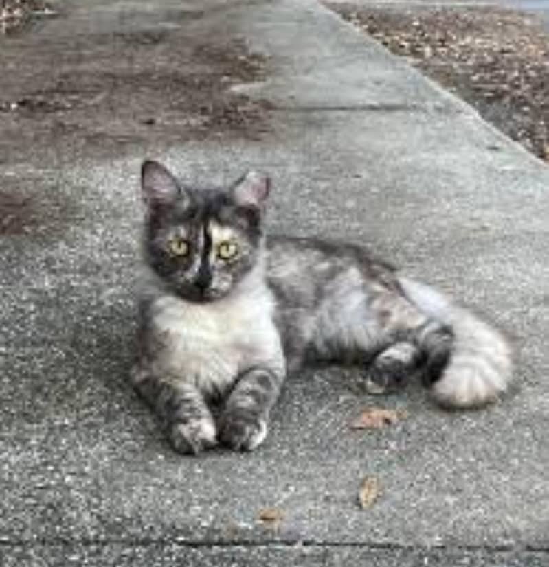 long cod ha cute cat 0