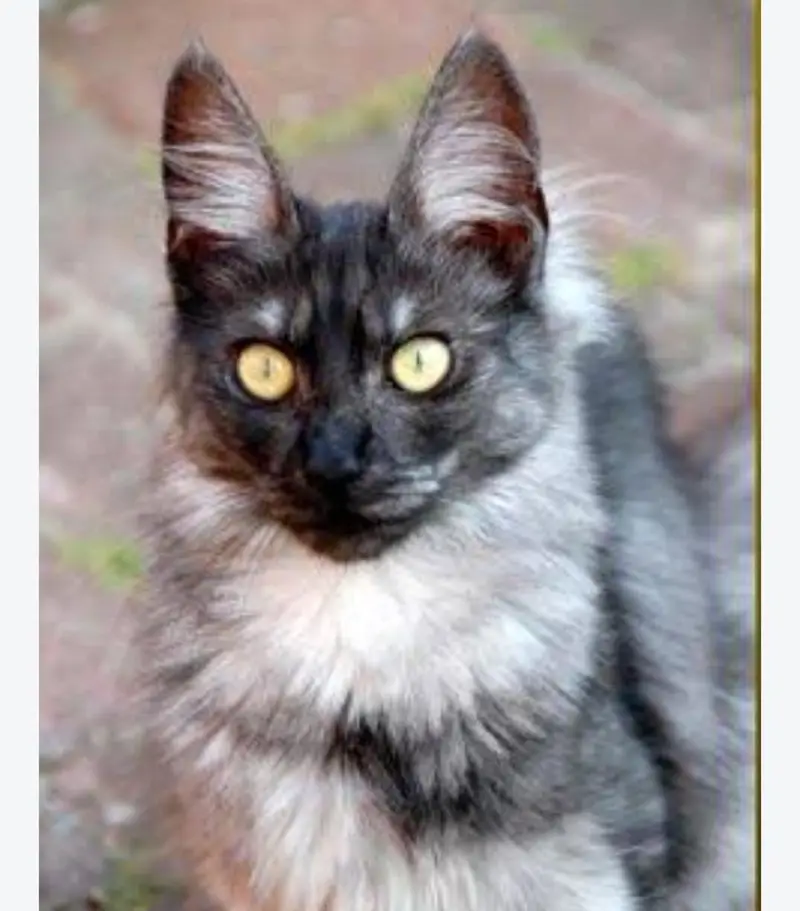 long cod ha cute cat — photo 3