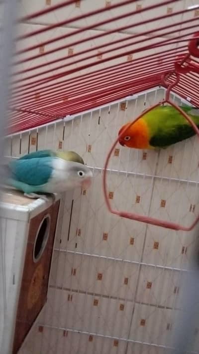 lovebird 1 pair or 1 male hai. .