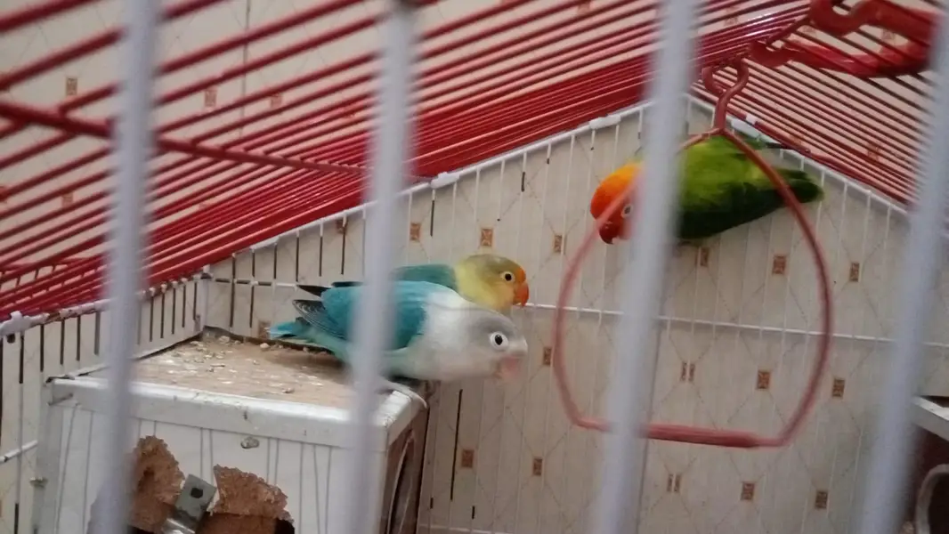 lovebird 1 pair or 1 male hai. . — photo 2
