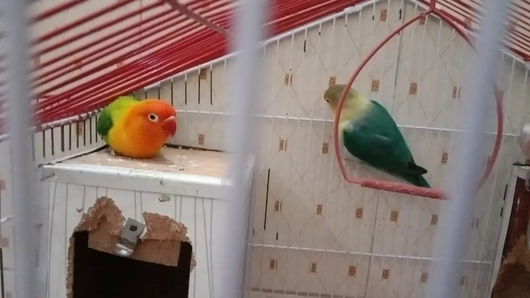 lovebird 1 pair or 1 male hai. . — photo 3