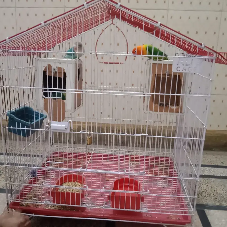 lovebird 1 pair or 1 male hai. . — photo 4
