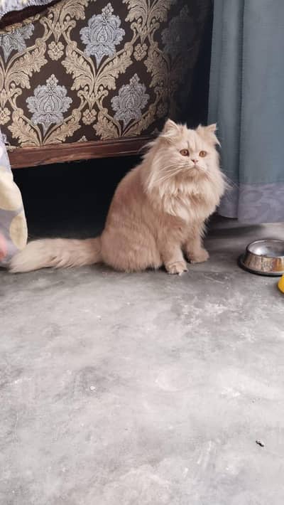 pure parsion female  cat
