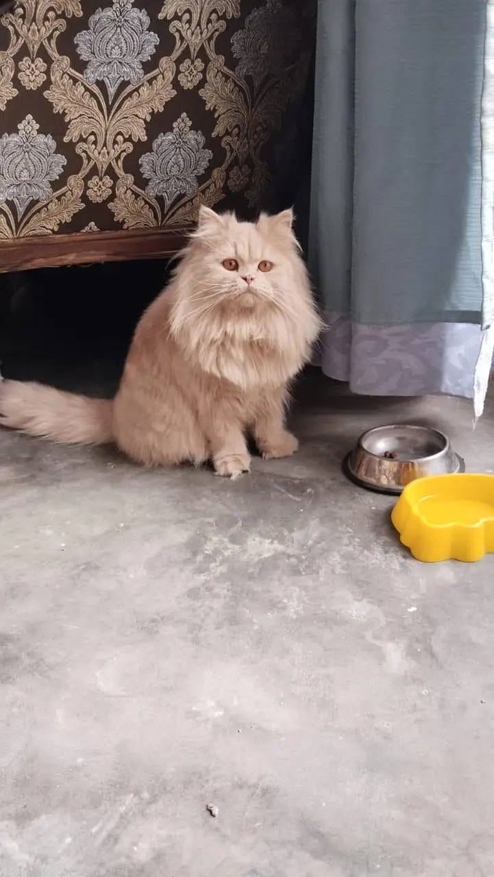 pure parsion female  cat — photo 2