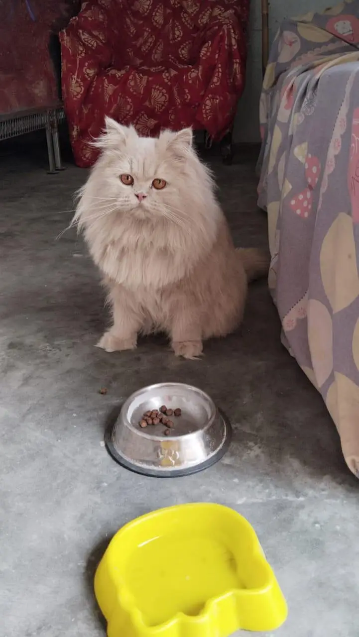 pure parsion female  cat — photo 3
