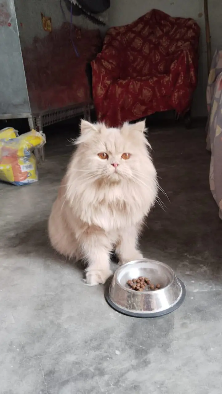 pure parsion female  cat — photo 4
