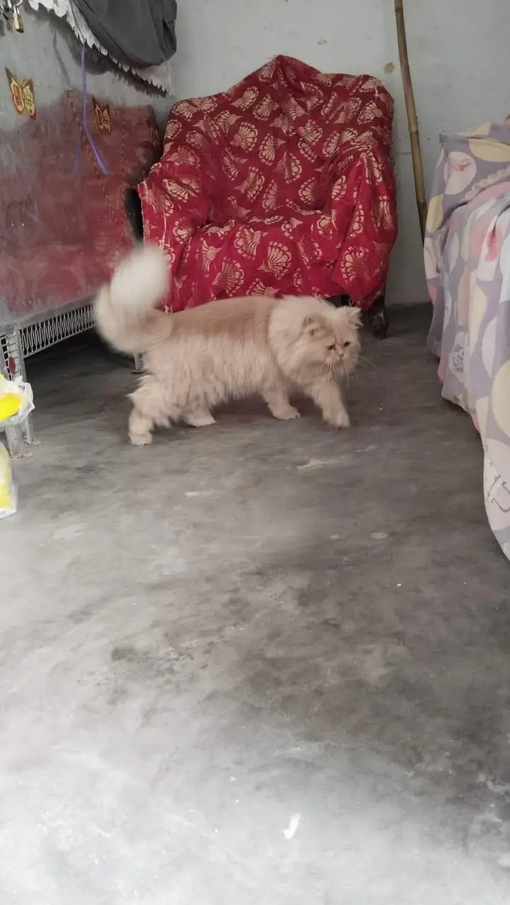 pure parsion female  cat — photo 5