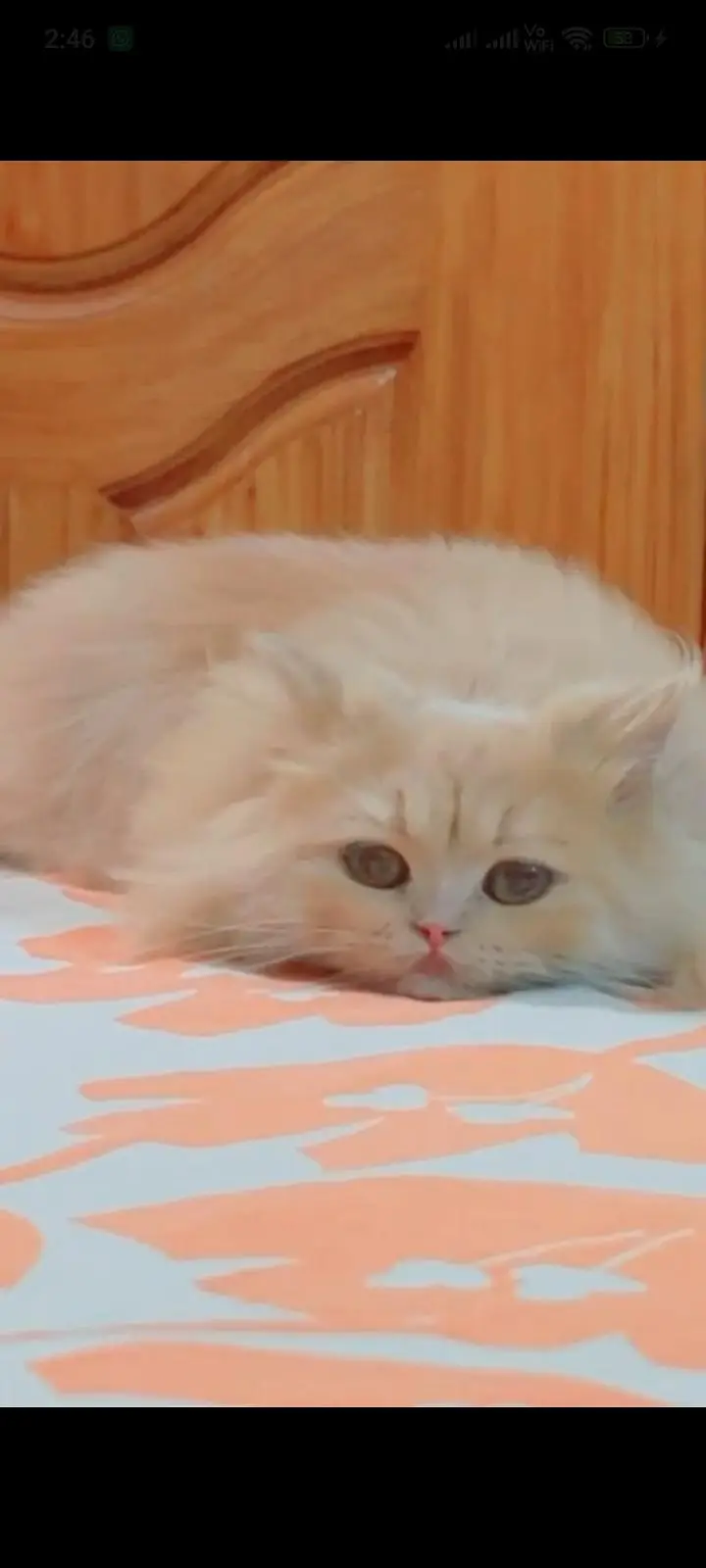 pure parsion female  cat — photo 7