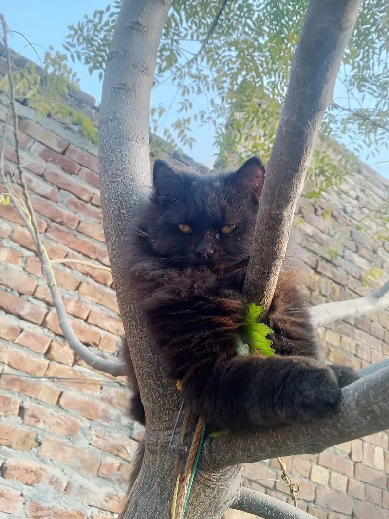 BLACK PERSION IN CROSS HEALTHY MALE — photo 4