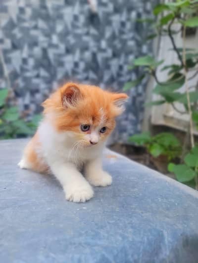 Persian kitten triple coat Contect whatsapp (03451859409)