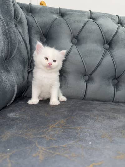 Perisan Cat-Triple coated
