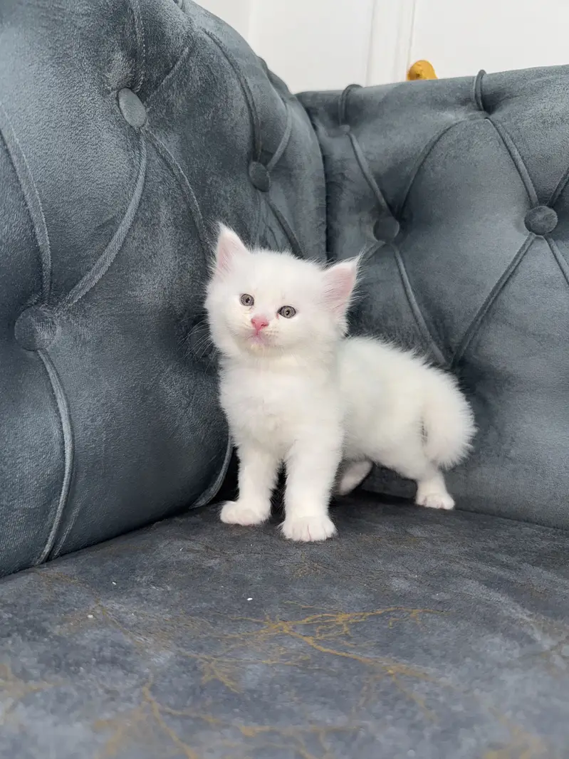 Perisan Cat-Triple coated — photo 2